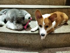 -more than meow吴止猫主题餐厅(承德 中船汇店)