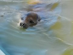 -北戴河圣蓝海洋公园