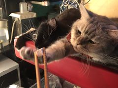 -猫色咖啡·猫咖