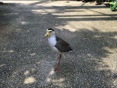 -新加坡飞禽公园