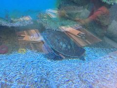 -瑞德姆美人鱼海底演艺主题餐厅(亚龙湾店)