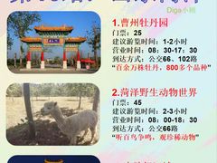 -曹州牡丹园