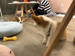 -浣熊柯尔鸭土拨鼠·电玩咖