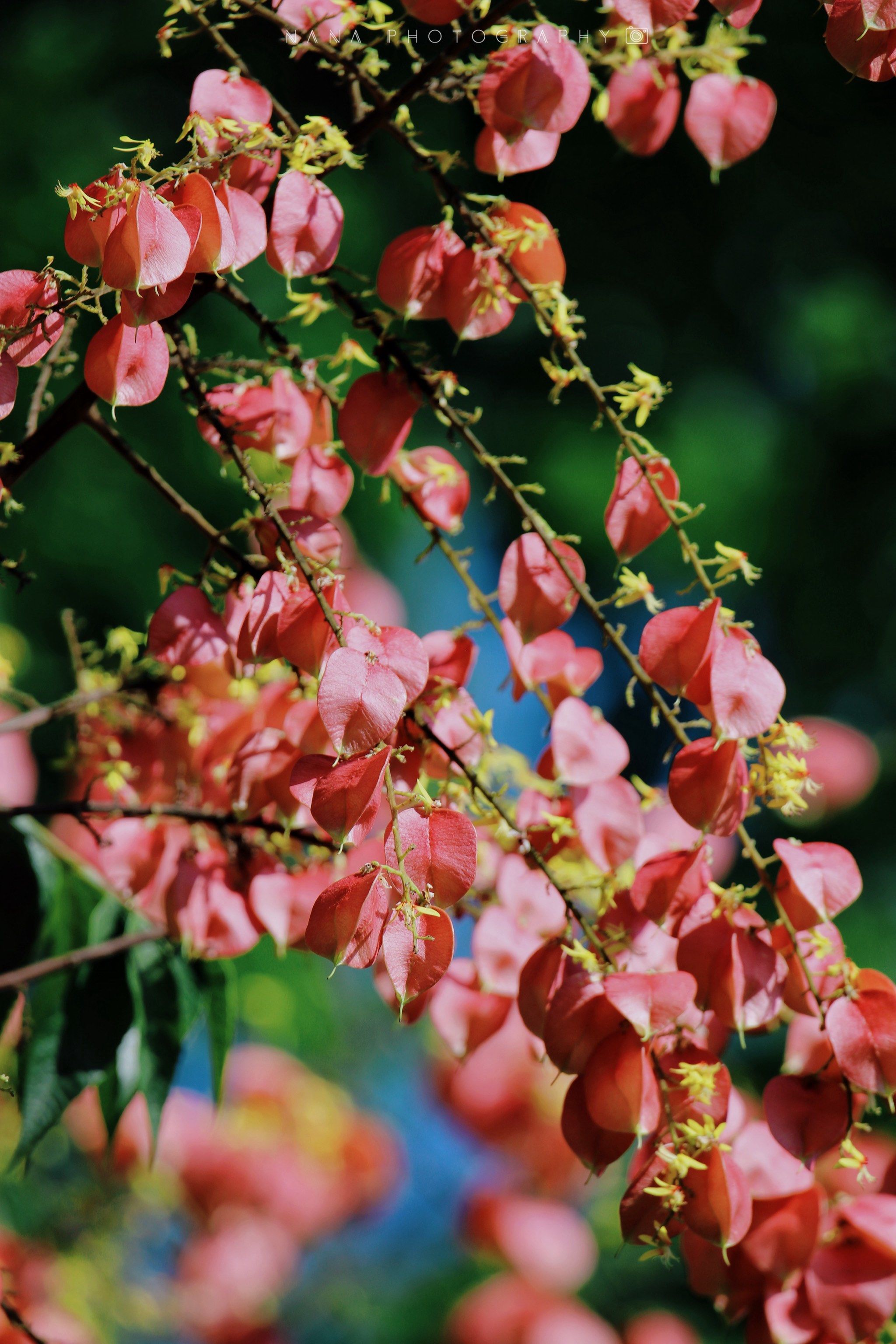 今天早上的风已经有秋天的味道了
路边的栾树开花了
又是一年秋