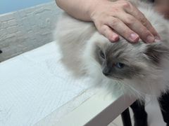 -纳吉亚猫专科动物医院博雅分院