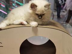 -屋虎猫馆(宝安大仟里店)