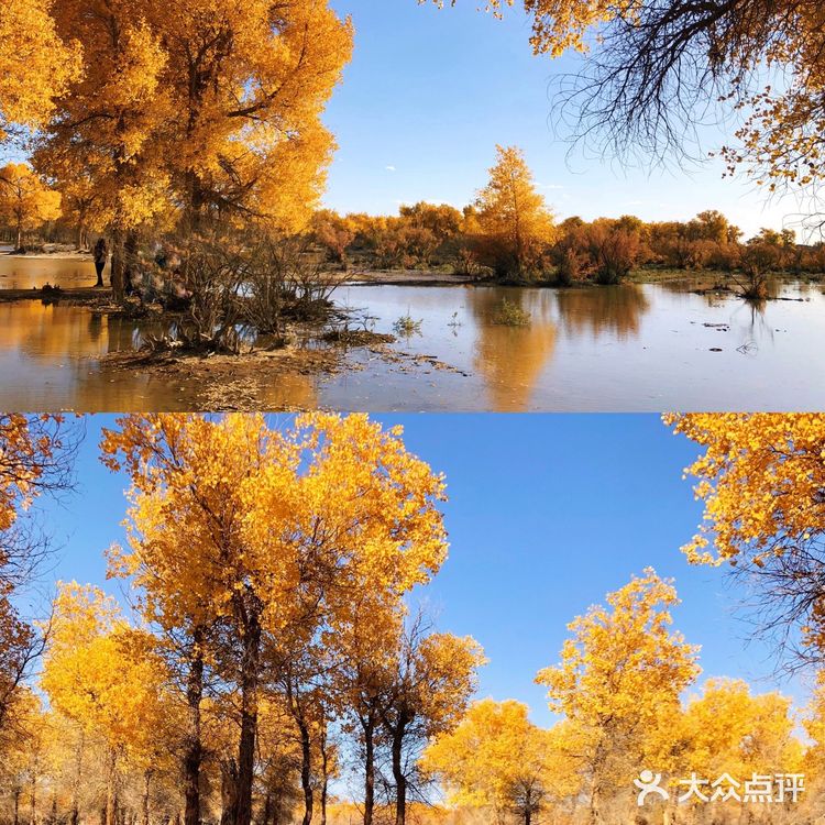 《英雄》取景地额济纳旗🍂绝美胡杨林