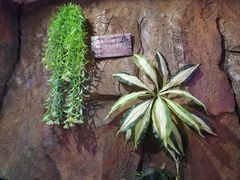 -醉小酒馆·川菜·江湖菜·重庆菜(观音桥旗舰店)