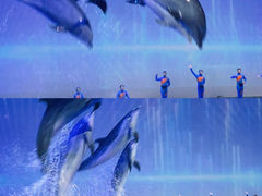 -上海海昌海洋公园