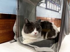 -瑞派·关忠动物医院·异宠专科·犬猫肿瘤·皮肤专科(望京店)