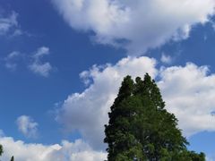 -上海滨江森林公园