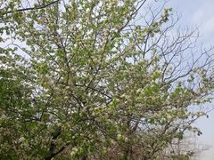 -盘龙城国家考古遗址公园