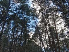 -帽儿山国家森林公园