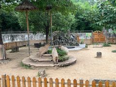-合肥野生动物园