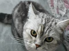 -康爱犬猫诊所·牙专科·骨外科·影像内科(丰宁店)