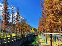 -大围山国家森林公园