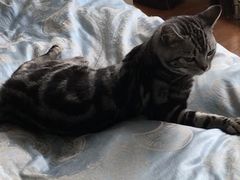 -北京观赏动物医院·24小时大型综合·猫专科·异宠专科