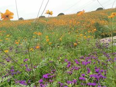 -紫颐香薰山谷景区