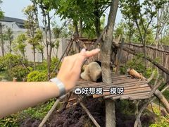 -成都大熊猫繁育研究基地