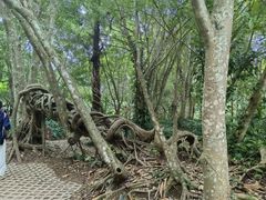 -中国科学院西双版纳热带植物园