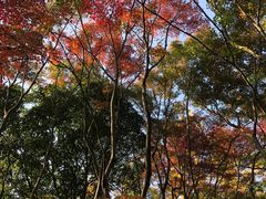 -秋霞圃
