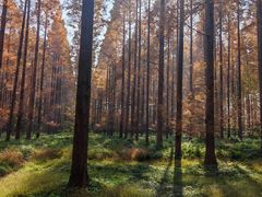 -黄海国家森林公园