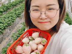-喜杨洋草莓采摘园