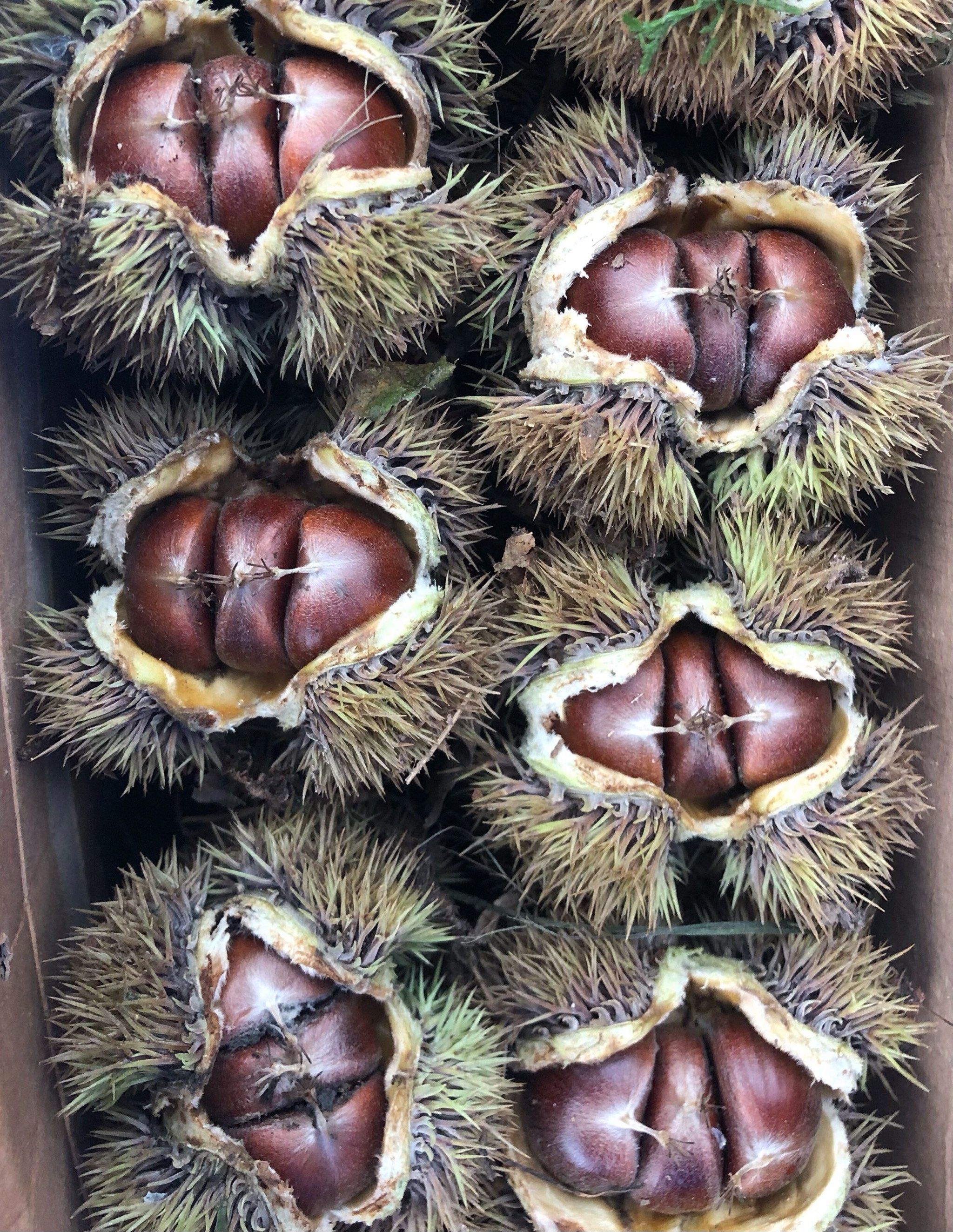 特新鲜的野生毛栗子第一次见到哦!