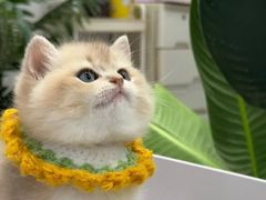 -猫十亿·布偶金渐层·曼基康矮脚猫舍(青年路店)