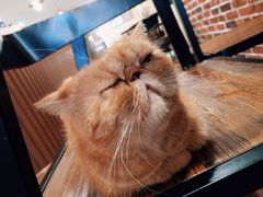 -猫友咖啡店(玉林西路店)