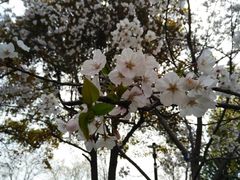 -高东镇樱花园