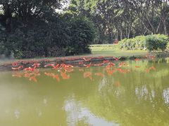 -广州长隆飞鸟乐园