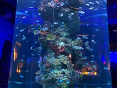 -芜湖新华联大白鲸海洋公园