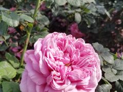 -人民公园(罗湖区)