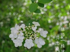 -陆家嘴中心绿地