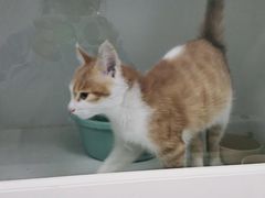 -太原东方动物医院(小店分院)