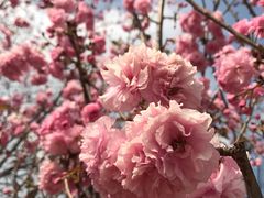 -天适樱花悠乐园