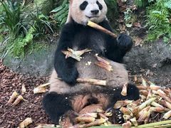 -都江堰中华大熊猫苑
