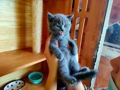 -猫的茶·猫咖