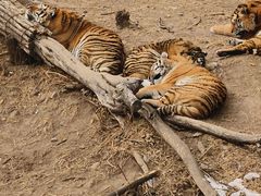 -大连森林动物园