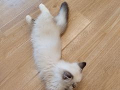 -有喵·猫咖·狗咖·30几只猫10只小狗(岗厦店)