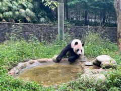 -都江堰中华大熊猫苑