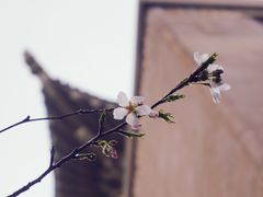 -武汉大学-樱园