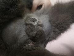 -创凡宠物医院·骨专科  猫科中心(西乡分院)