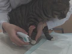 -贝利宠物医院·骨科·眼科·肿瘤转诊中心(南坪诊疗中心)
