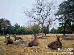-奈良公园