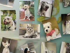 -爱妮康宠物医院·干细胞免疫细胞·肿瘤·心脏(张江店)