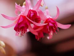 -浔岚云舍mist静谧观景美宿(丽江古城店)