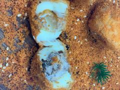 金刚沙豆腐-京兆尹(雍和宫店)