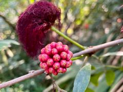 -华侨城湿地公园